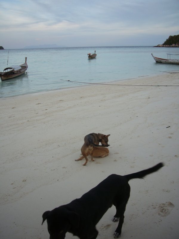 Travel - Thailand - Ko Lipe - The Island